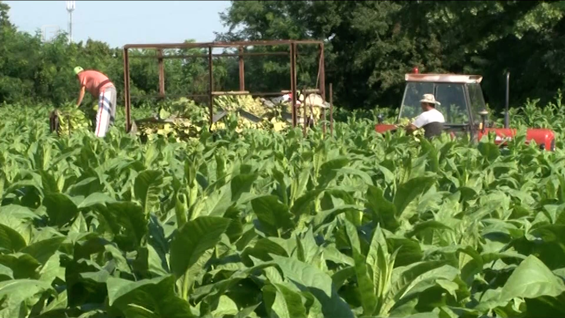 Ni povećanje otkupne cijene duhana za 33% ne spašava proizvodnju